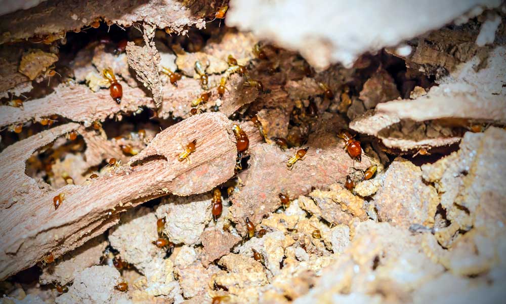 Diagnostic termites à Ludon-Médoc